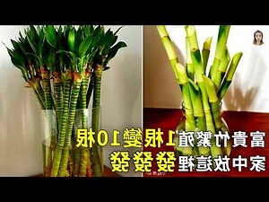 觀音竹 富貴竹